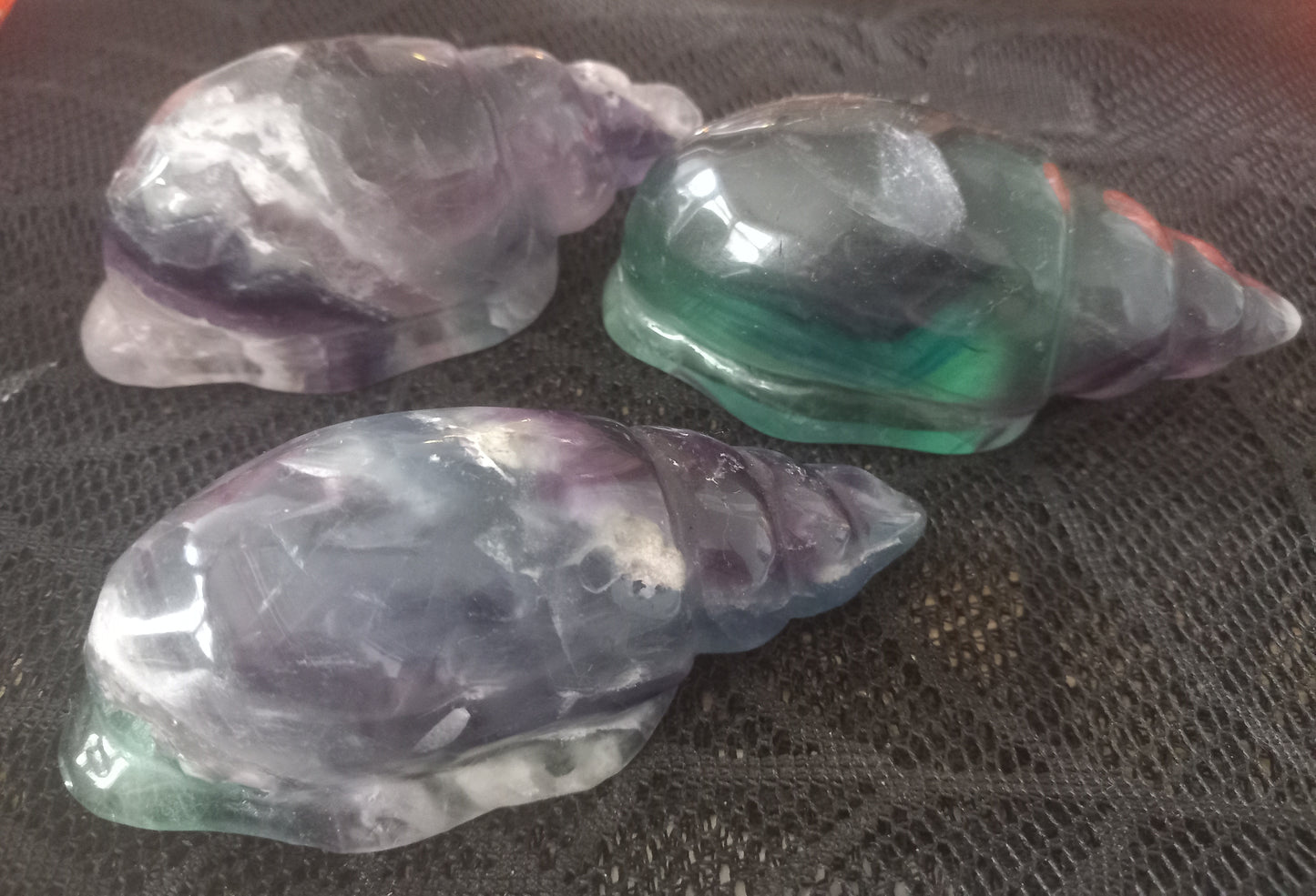 Flourite conch shells