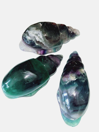Flourite conch shells
