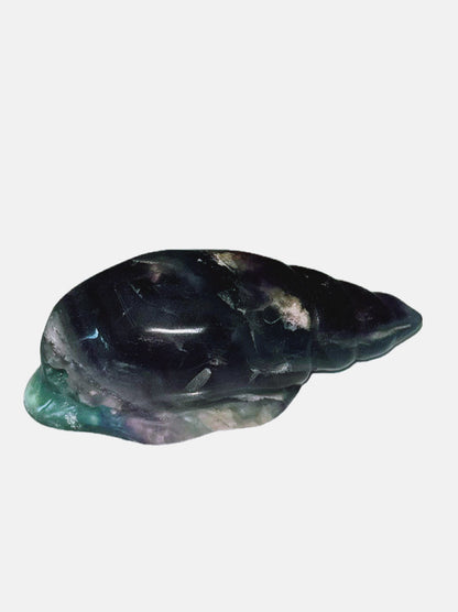 Flourite conch shells