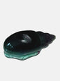 Flourite conch shells