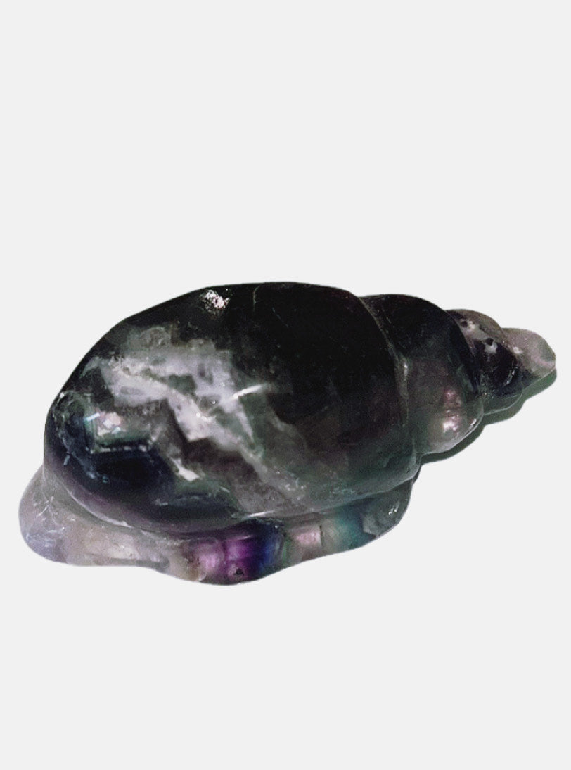 Flourite conch shells