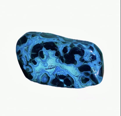 Malacholla